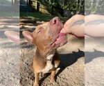 Small #7 American Staffordshire Terrier Mix