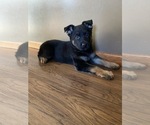 Small Photo #1 German Shepherd Dog Puppy For Sale in WATKINS, MN, USA