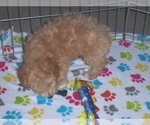 Small Photo #5 Poochon Puppy For Sale in ORO VALLEY, AZ, USA