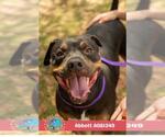Small #1 Rottweiler Mix