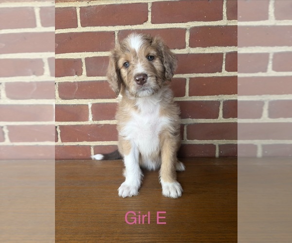 Medium Photo #1 Aussiedoodle Puppy For Sale in DAYTON, OH, USA