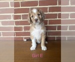 Puppy 5 Aussiedoodle