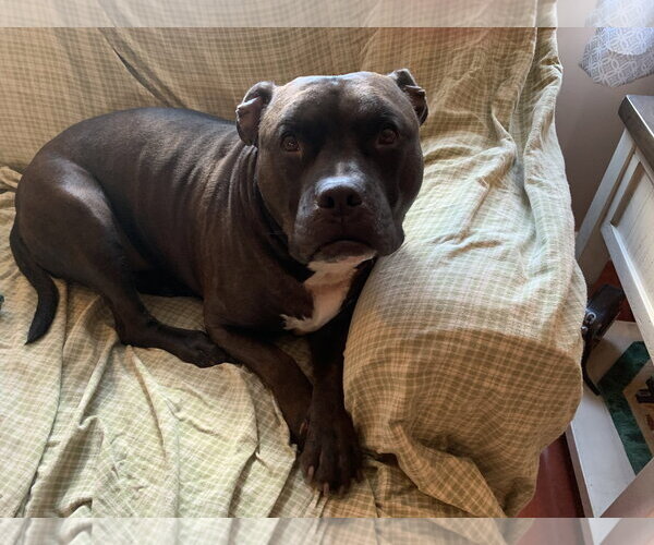 Medium Photo #2 Staffordshire Bull Terrier-Unknown Mix Puppy For Sale in Lockport, NY, USA