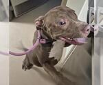 Small #1 Labrador Retriever Mix