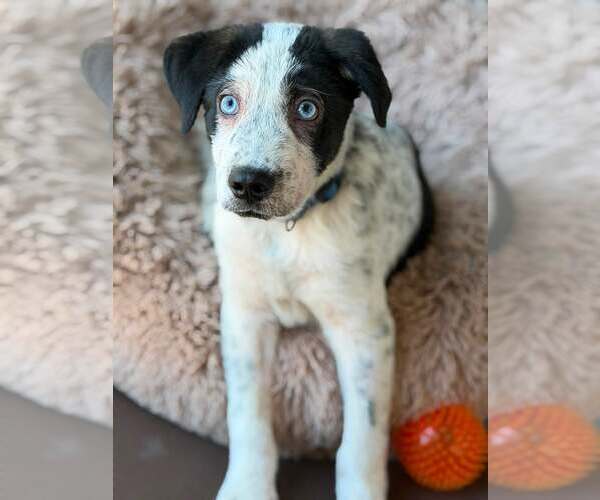 Medium Photo #1 Aussie Pyrenees Puppy For Sale in Turlock, CA, USA