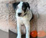 Small Aussie Pyrenees