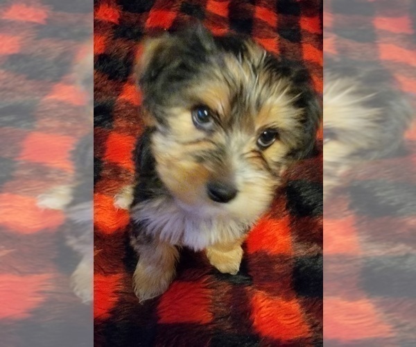 Medium Photo #20 Yorkshire Terrier Puppy For Sale in HUDDLESTON, VA, USA