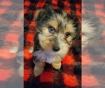 Small Photo #20 Yorkshire Terrier Puppy For Sale in HUDDLESTON, VA, USA