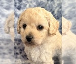 Puppy Puppy 3 Cavapoo (Miniature)