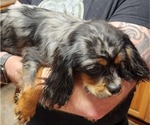 Small Photo #7 Cavalier King Charles Spaniel Puppy For Sale in BOONVILLE, NY, USA