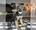 Small Photo #5 German Shepherd Dog Puppy For Sale in FRANKLIN, IN, USA