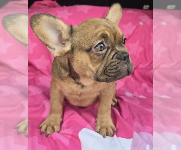 Medium Photo #2 French Bulldog Puppy For Sale in AKRON, OH, USA