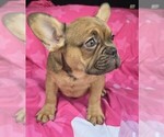 Small #1 French Bulldog