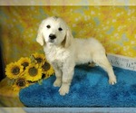 Small Photo #55 English Cream Golden Retriever Puppy For Sale in PEYTON, CO, USA