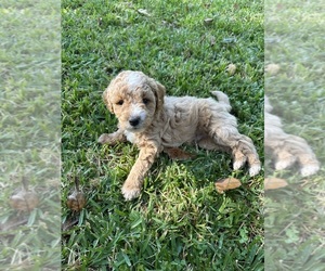 Medium Goldendoodle (Miniature)