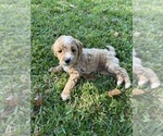 Puppy 1 Goldendoodle (Miniature)