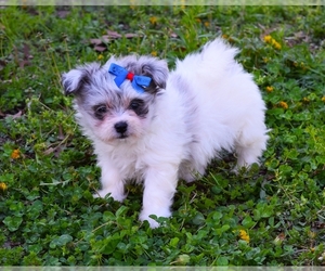 Pom-A-Poo-YorkiePoo Mix Puppy for sale in BARNESVILLE, KS, USA