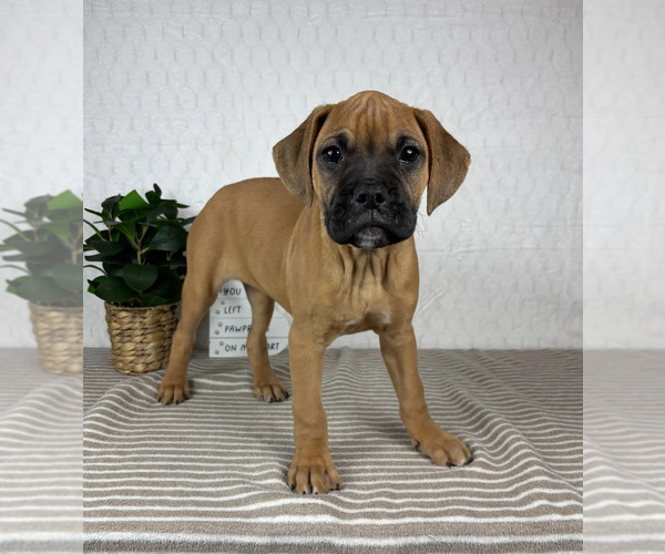 Medium Photo #3 Boxer Puppy For Sale in GREENFIELD, IN, USA