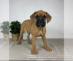 Small #2 Boxer