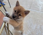 Small Photo #7 Shiba Inu Puppy For Sale in WELLINGTON, FL, USA