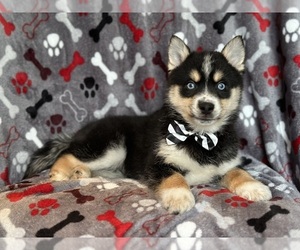 Pomsky Puppy for sale in LAKELAND, FL, USA