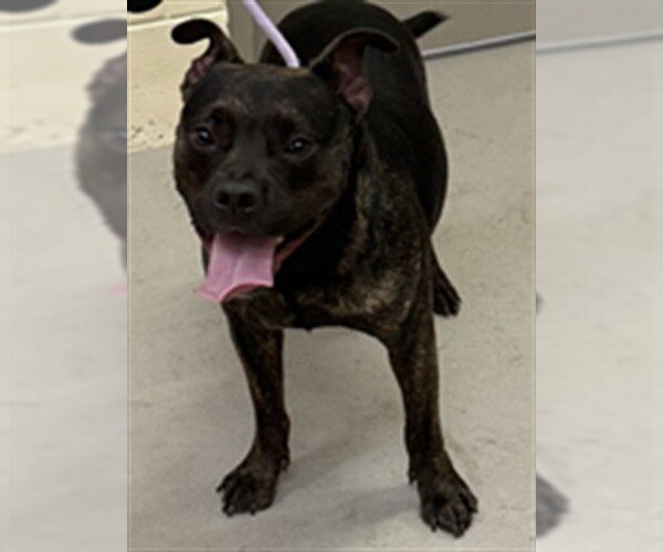 Medium Photo #1 Staffordshire Bull Terrier-Unknown Mix Puppy For Sale in Sanford, FL, USA