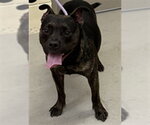 Small Staffordshire Bull Terrier Mix