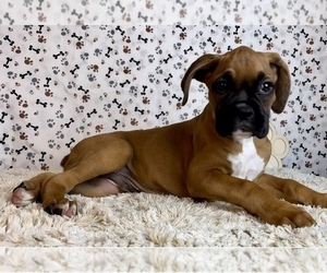Boxer Puppy for sale in FRANKLIN, IN, USA