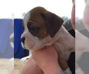 Boxer Puppy for sale in SENECA, KS, USA