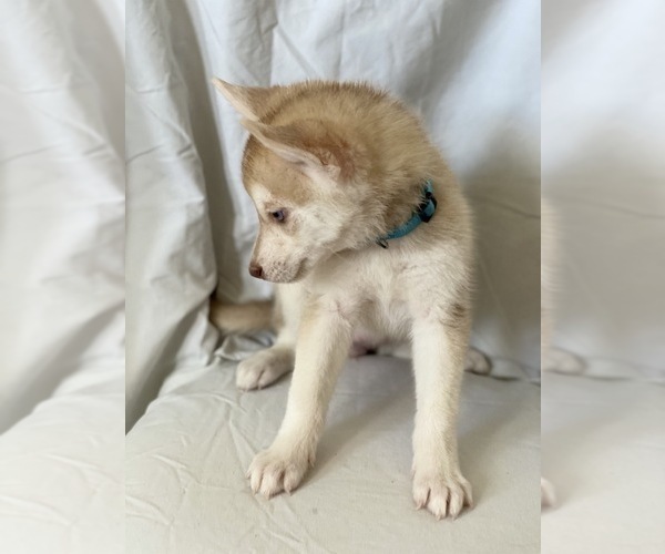 Medium Photo #4 Siberian Husky Puppy For Sale in ORANGE, CA, USA