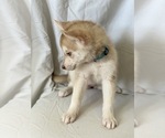 Small Photo #4 Siberian Husky Puppy For Sale in ORANGE, CA, USA