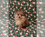 Small Pomeranian