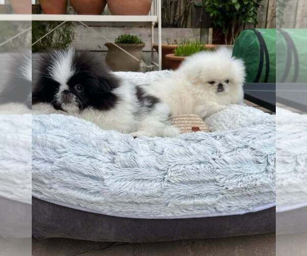 Medium Photo #1 Pekingese Puppy For Sale in HOUSTON, TX, USA
