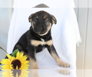 Boxer-Norwegian Elkhound Mix Puppy for sale in SHILOH, OH, USA