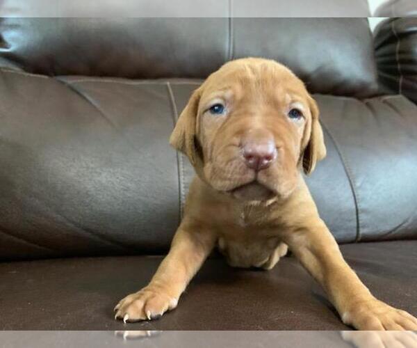 Medium Photo #1 Vizsla Puppy For Sale in NEW YORK MILLS, MN, USA