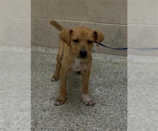 Medium Photo #1 American Pit Bull Terrier-Unknown Mix Puppy For Sale in Conroe, TX, USA