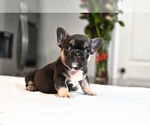 Puppy Puppy 3 French Bulldog