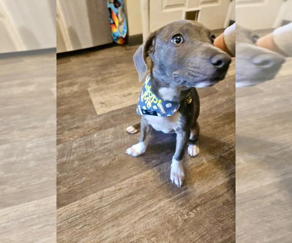 Medium Photo #35 American Pit Bull Terrier-Chihuahua Mix Puppy For Sale in Germantown, OH, USA