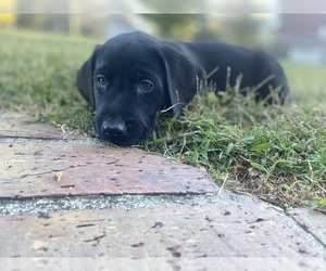 Labrador Retriever Puppy for Sale in PETERSBURG, Tennessee USA