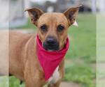 Small #3 American Staffordshire Terrier Mix