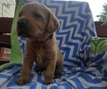 Small #4 Labrador Retriever