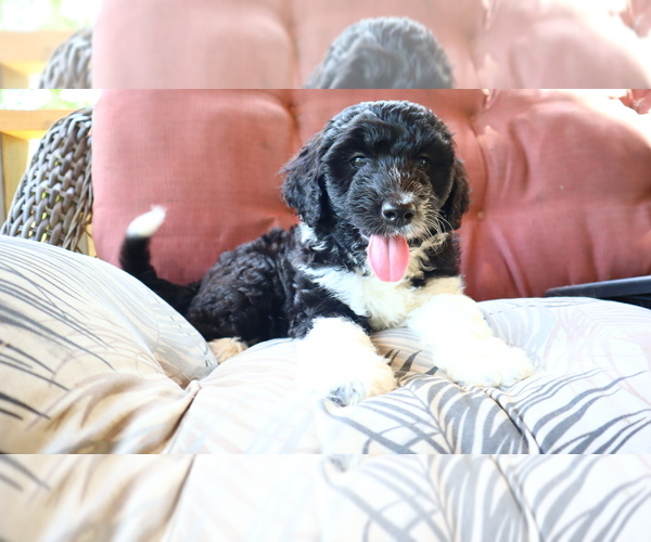 Medium Photo #3 Aussiedoodle Puppy For Sale in CONWAY, SC, USA