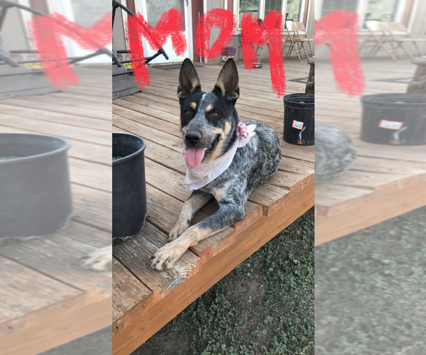Medium Photo #5 Australian Cattle Dog Puppy For Sale in POTEET, TX, USA