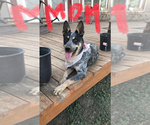 Small Photo #5 Australian Cattle Dog Puppy For Sale in POTEET, TX, USA