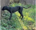 Puppy Nova Luna Great Dane