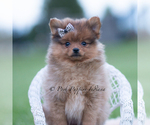 Small Photo #52 Pomeranian Puppy For Sale in WARSAW, IN, USA