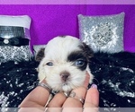 Puppy 1 Shih Tzu