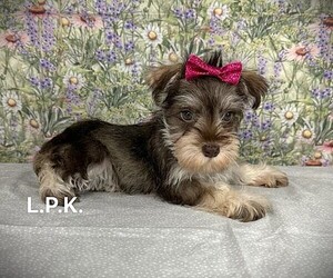 Schnauzer (Miniature) Puppy for sale in WINNSBORO, LA, USA