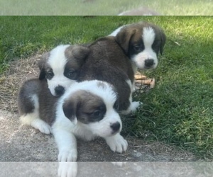 Saint Bernard Puppy for sale in MEMPHIS, TN, USA