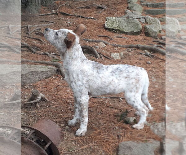 Medium Photo #10 Mutt Puppy For Sale in Garden City, NY, USA